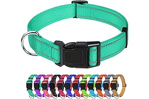 Durable Turquoise Collar Offers Dependable Safety and Comfort for Your Dog
