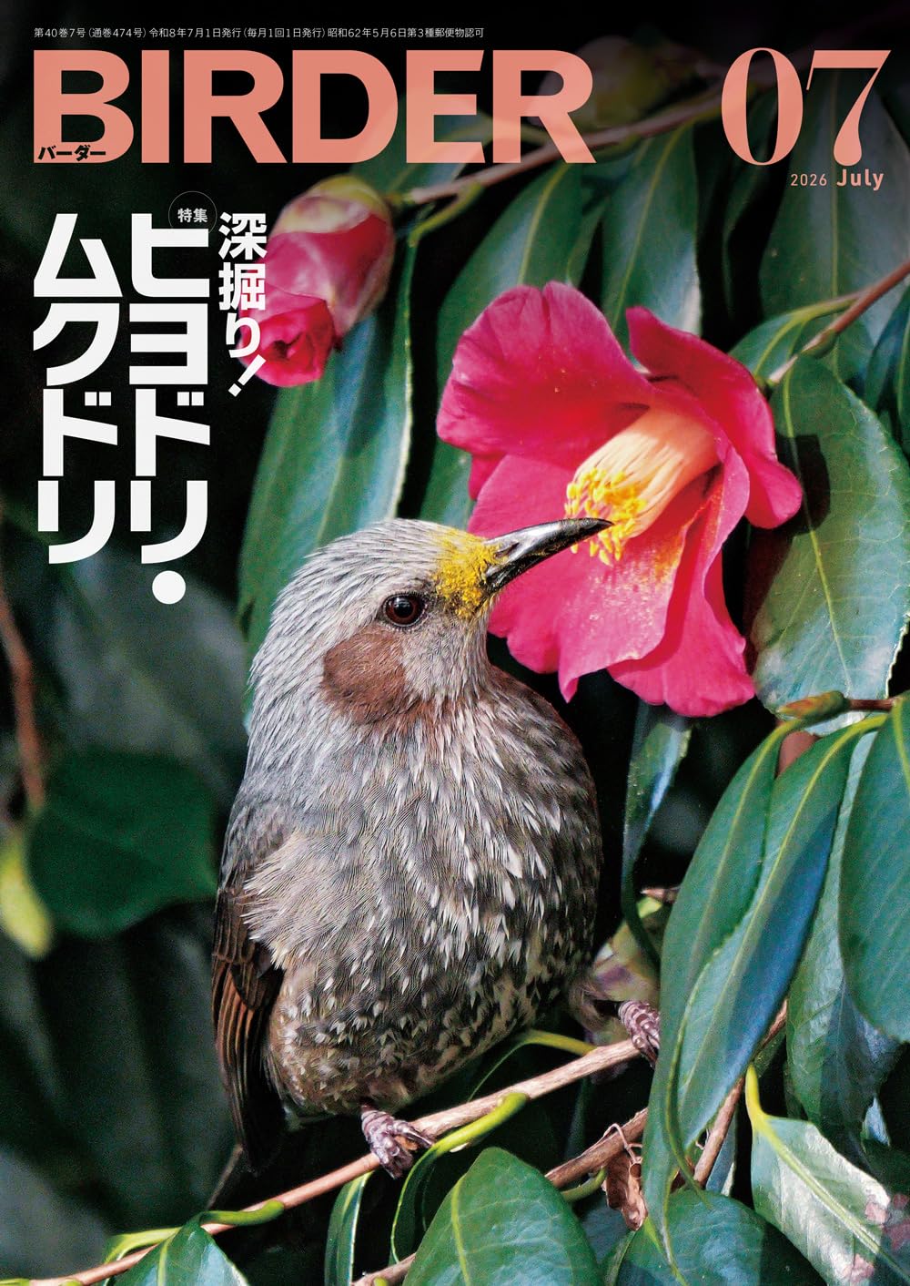 BIRDER バーダー（月刊日本の生物）　　　　　　　　442冊 37年分 BIRDER（バーダー）2026年7月号 深掘り！ヒヨドリ・ムクドリ | BIRDER