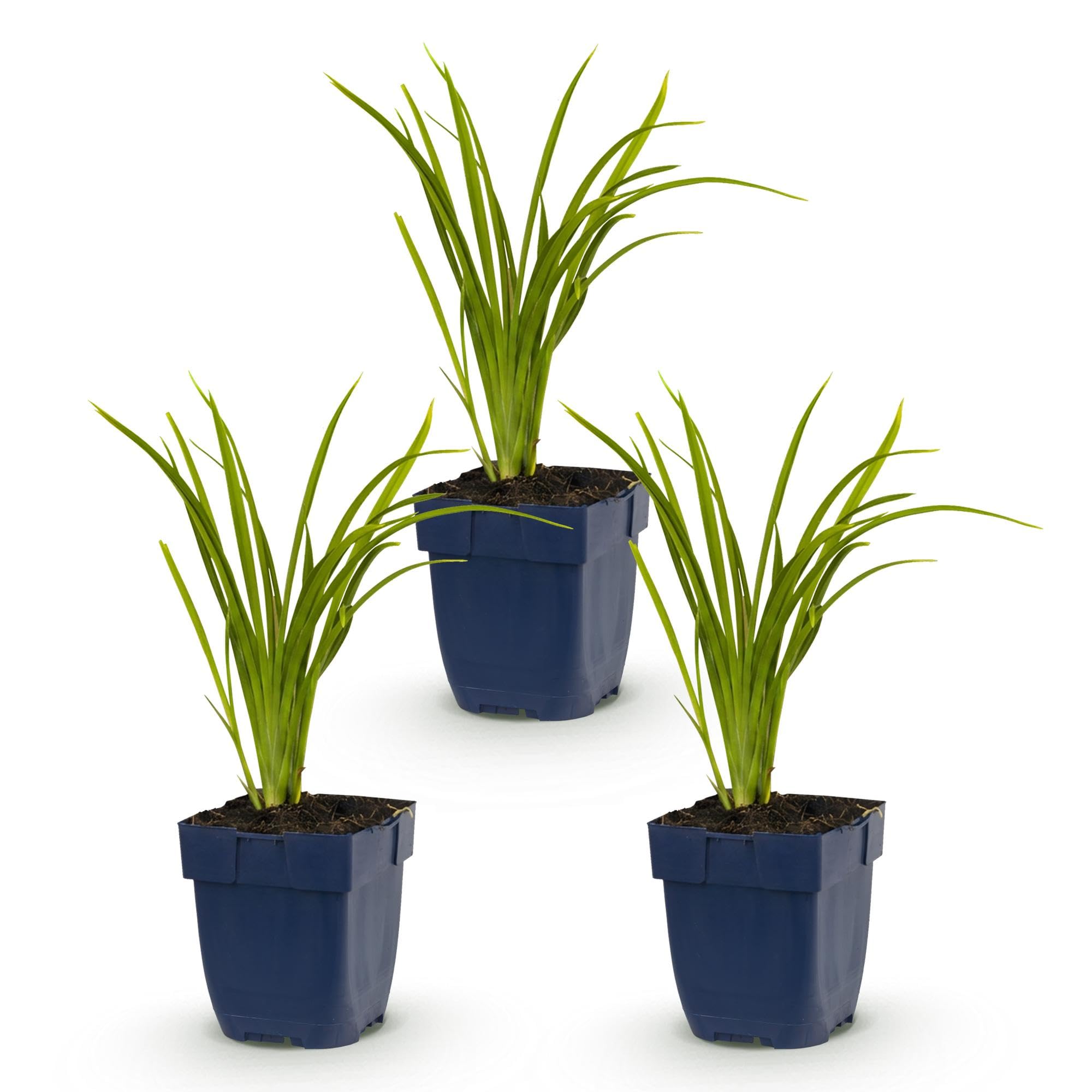 Plantas Hemerocallis Autumn Red, Jardín, Rojo, Pack de 3, Maceta 11cm