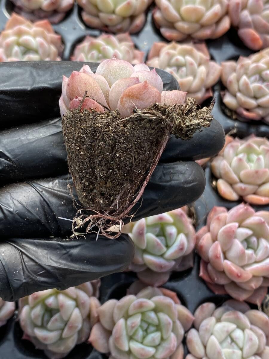 Amazon.co.jp: 20 Strains Y187 Succulent Plants Echeveria Ice Sugar