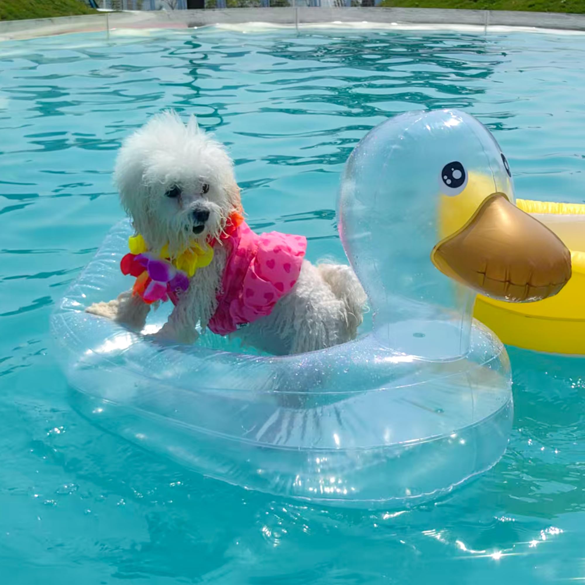 Hund Pool Float, Lustige 6-in-1 Aufblasbare Hundeschwimmer für Pool, Haustier Floatie Floatie Floatie Float für Kleine Hunde, Welpen und Hunde