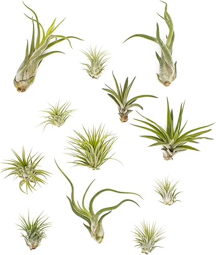 NW Wholesaler - Juego de 12 plantas de aire Tillandsia Ionantha vivas surtidas - Paquete variado de plantas de aire Tillandsia para terrarios,