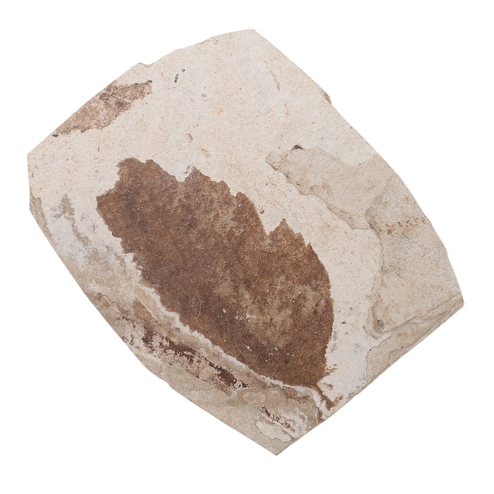 Kisangel Stone Specimens Multi-Purpose Collection for Teaching Decor Random Style