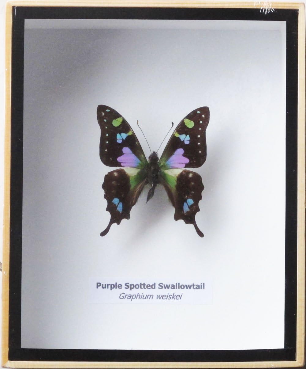 FRAMED REAL BEAUTIFUL GRAPHIUM WEISKEI BUTTERFLY DISPLAY INSECT TAXIDERMY