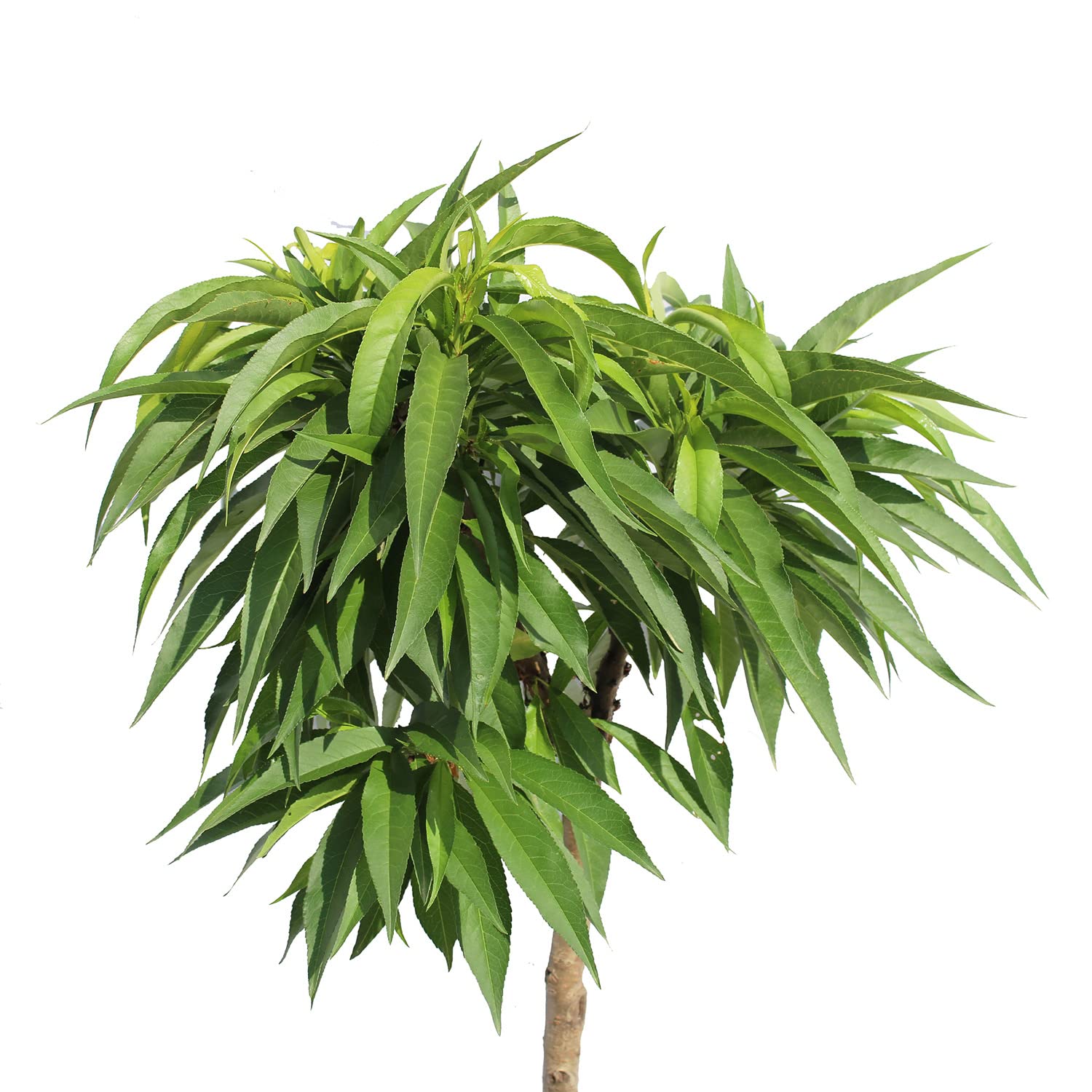 KENTIS - Pêcher Nain - Prunus Persica - Vraies Plantes d'Extérieur - Arbre Fruitier de Jardin d'Ornement - Pot de Culture Ø 24 cm