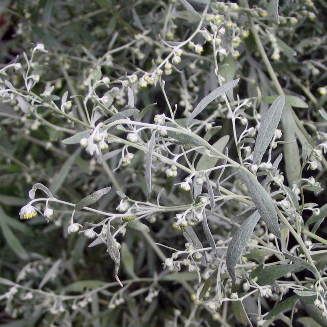 Piołun (Artemisia absinthium) - ok. 4000 nasion