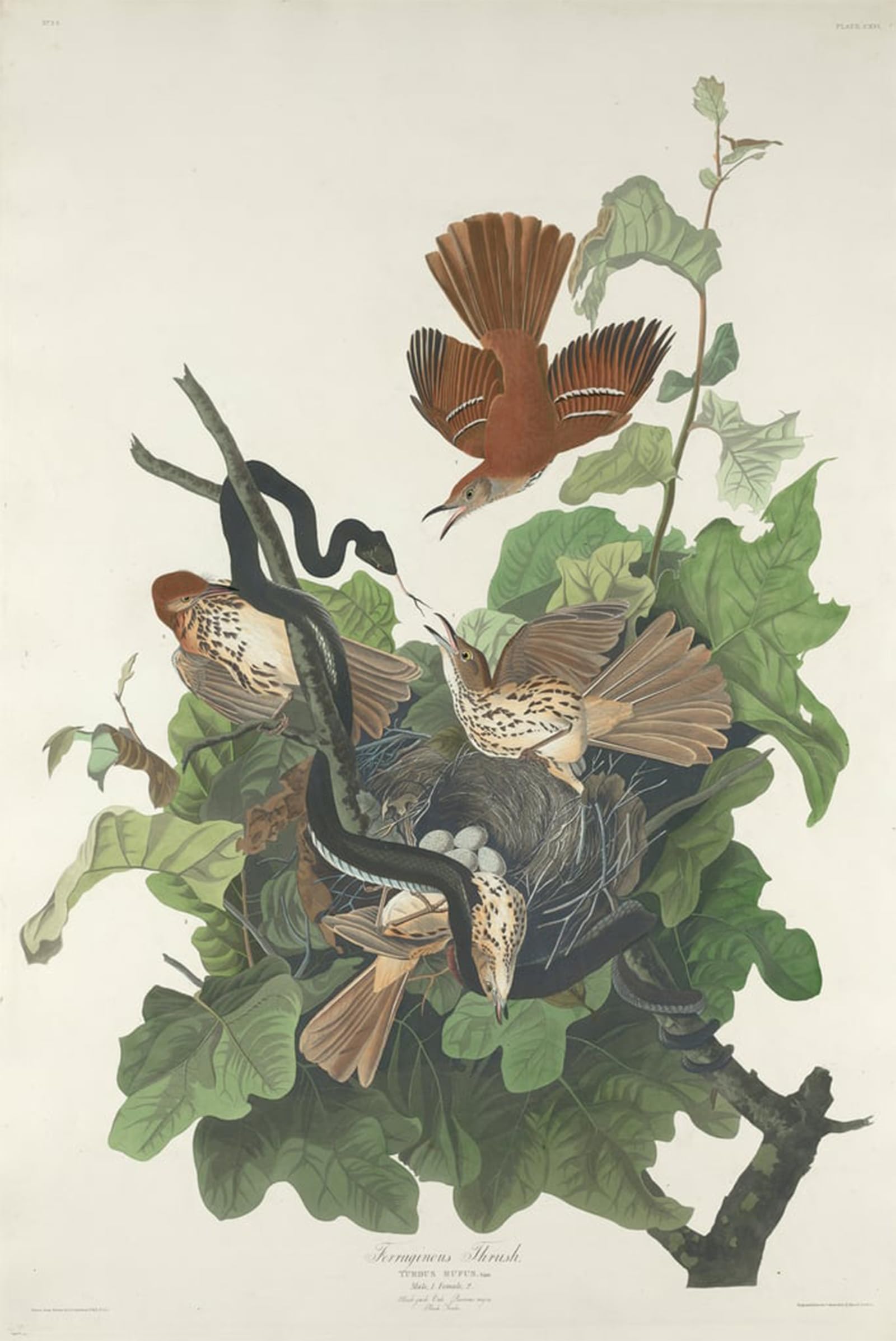 POSTERIIk Vintage Art Print Images Pictures Print Ferruginous Thrush by John Jamess Audubon Modern Colour Posters for Office Home Decor 60x90cm