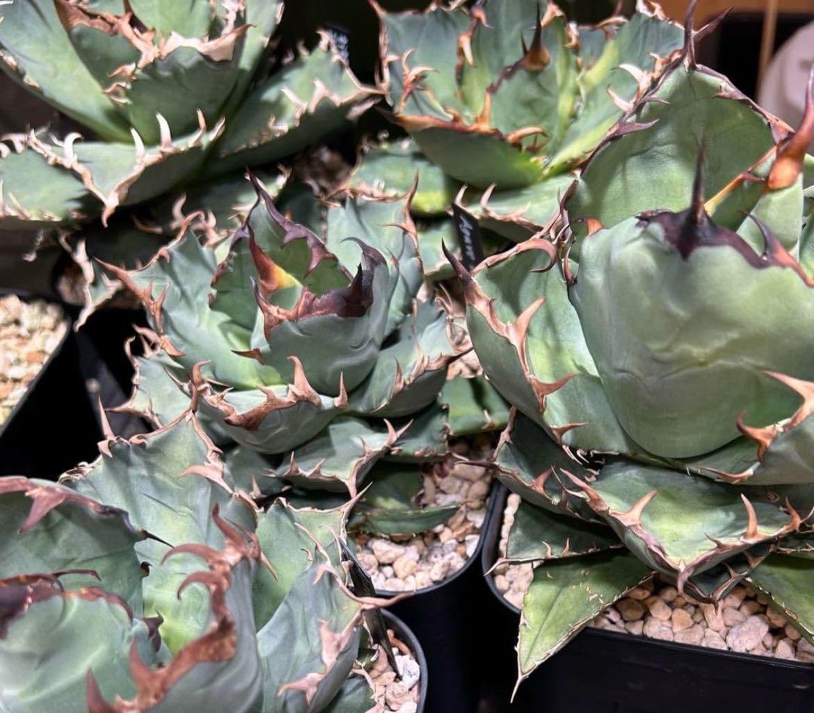 です！ 塊根、アガベ用！自慢のオリジナル培養土 小粒 5ℓ Amazon