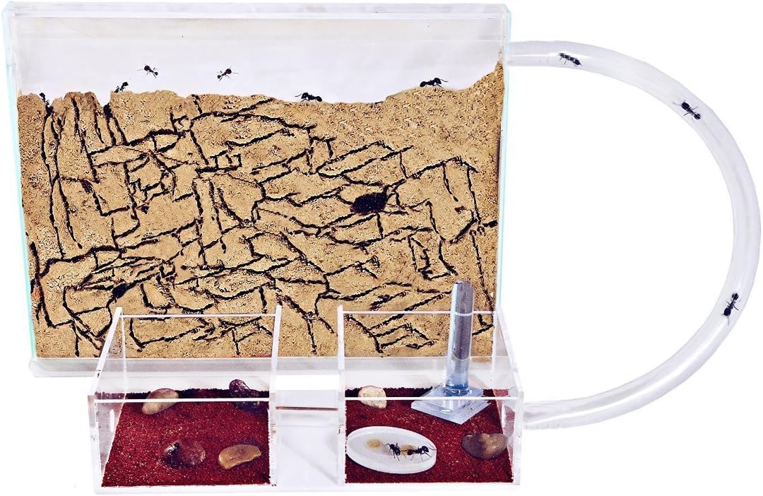 Sand Ant Farm Medium (Anthill, Formicarium, Educational, Ants)