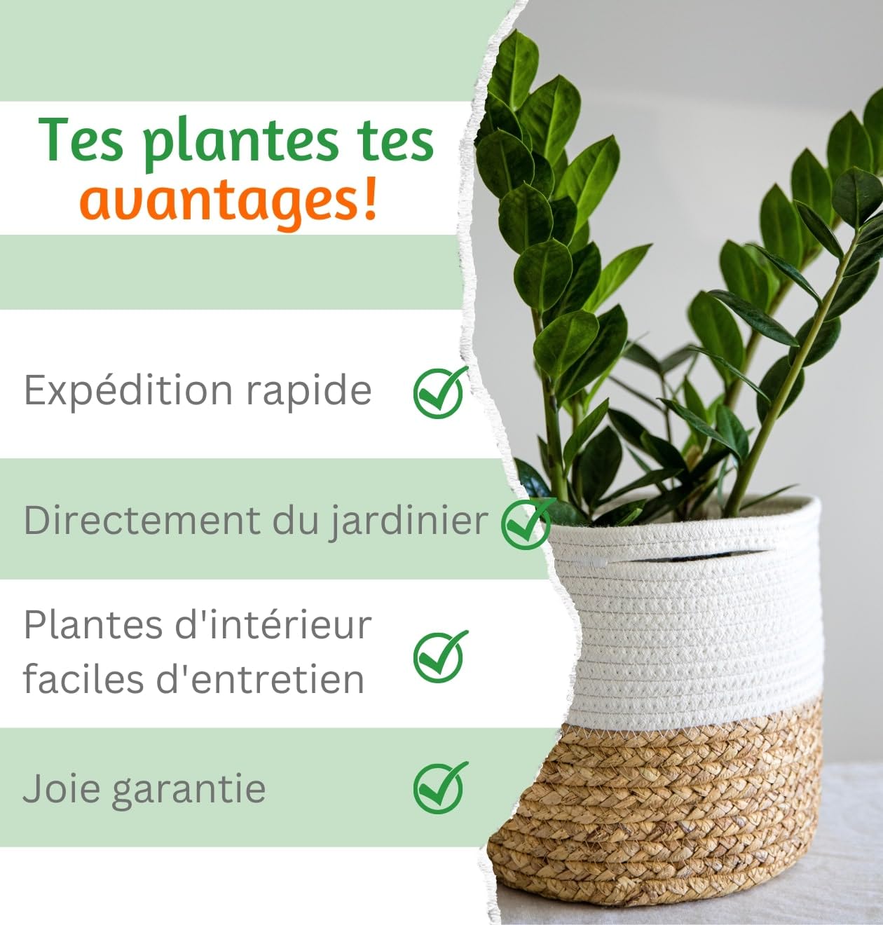 Lot de 4 plantes “Pet Friendly”, +/- 30–60 cm, ø 12–15 cm pot, Palmier d’intérieur, Bananier, Arbre à monnaie, Calathea, non toxique & sans danger pour les animaux