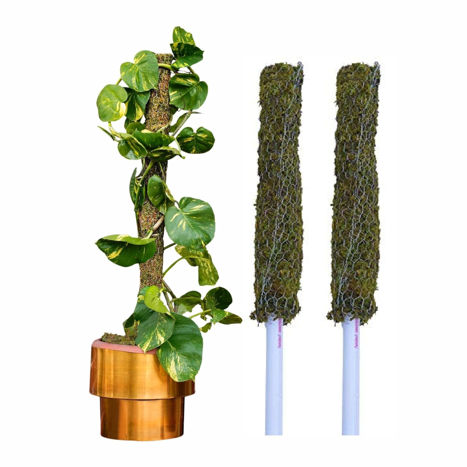 See full amazon price history chart for DR ARYA Moss Stick | Mesh Moss Stick | Moss Stick for Plant | Climbing Indoors Money Plant | House and Plant Creepers Support | 5ft Each - (Set of 2) DR ARYA Moss Stick | Mesh Moss Stick | Moss Stick for Plant | Climbing Indoors Money Plant | House and Plant Creepers Support | 5ft Each - (Set of 2) (B0BMQHVXGT) Amazon Price History, Amazon Price Tracker