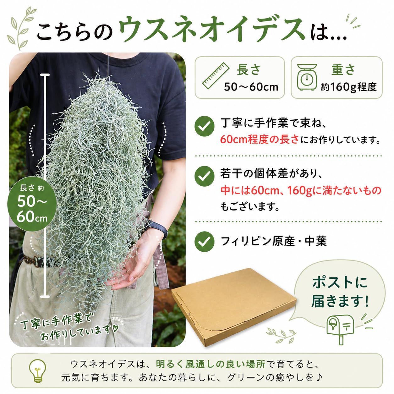 送料込み❗️すごくお得です‼️中葉のスパニッシュモスの大束×5本セットです‼️ Amazon｜ウスネオイデス 特大5~60cm スパニッシュモス エアプランツ