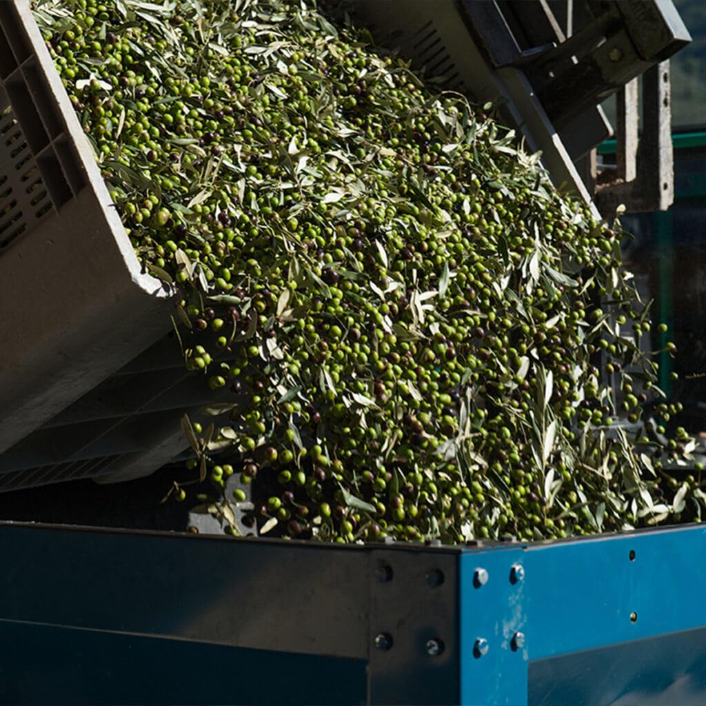 Marfuga L'affiorante Extra Virgin Olive Oil 2019