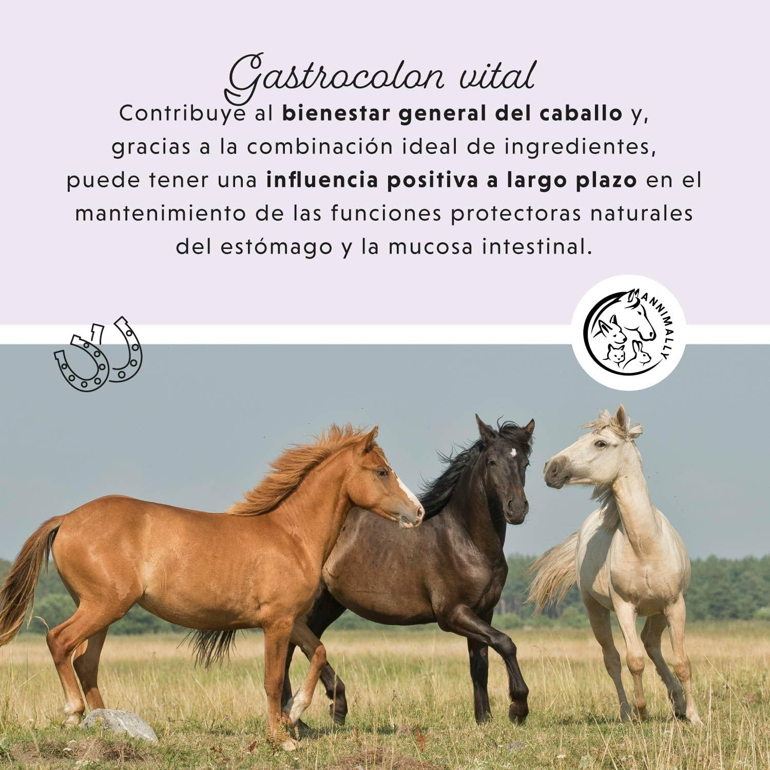 Líquido gastrointestinal para Caballos 1000 ml - Gastro Colon Vital para apoyar la digestión, por Ejemplo en Caso de diarrea - Hierbas Naturales para el estómago de los Caballos.