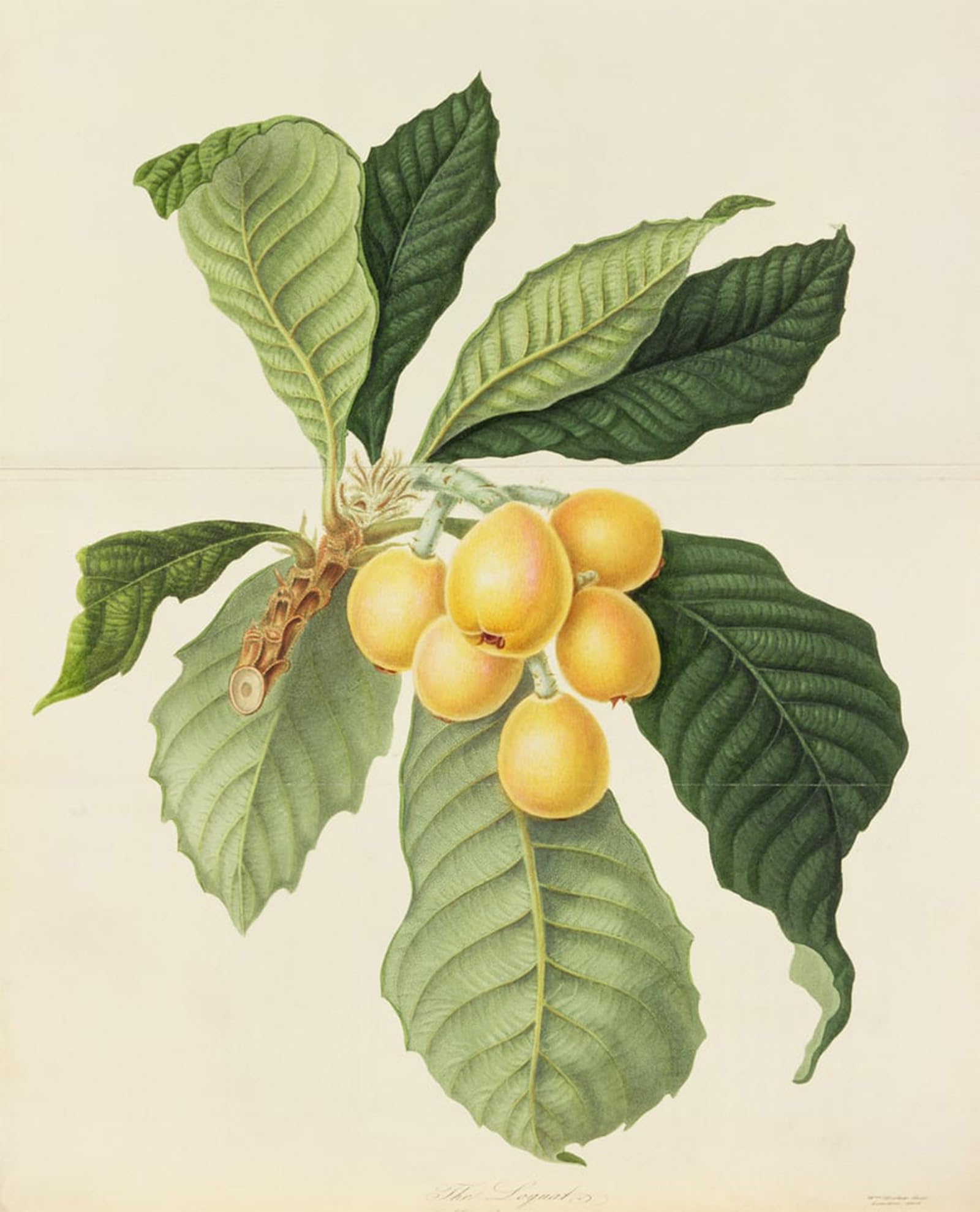 ARTXLXXBN Famous Art Print Poster Vintage Wall Art the Loquat by William Hooker Canvas Art Poster for Home Decor 60x90cm