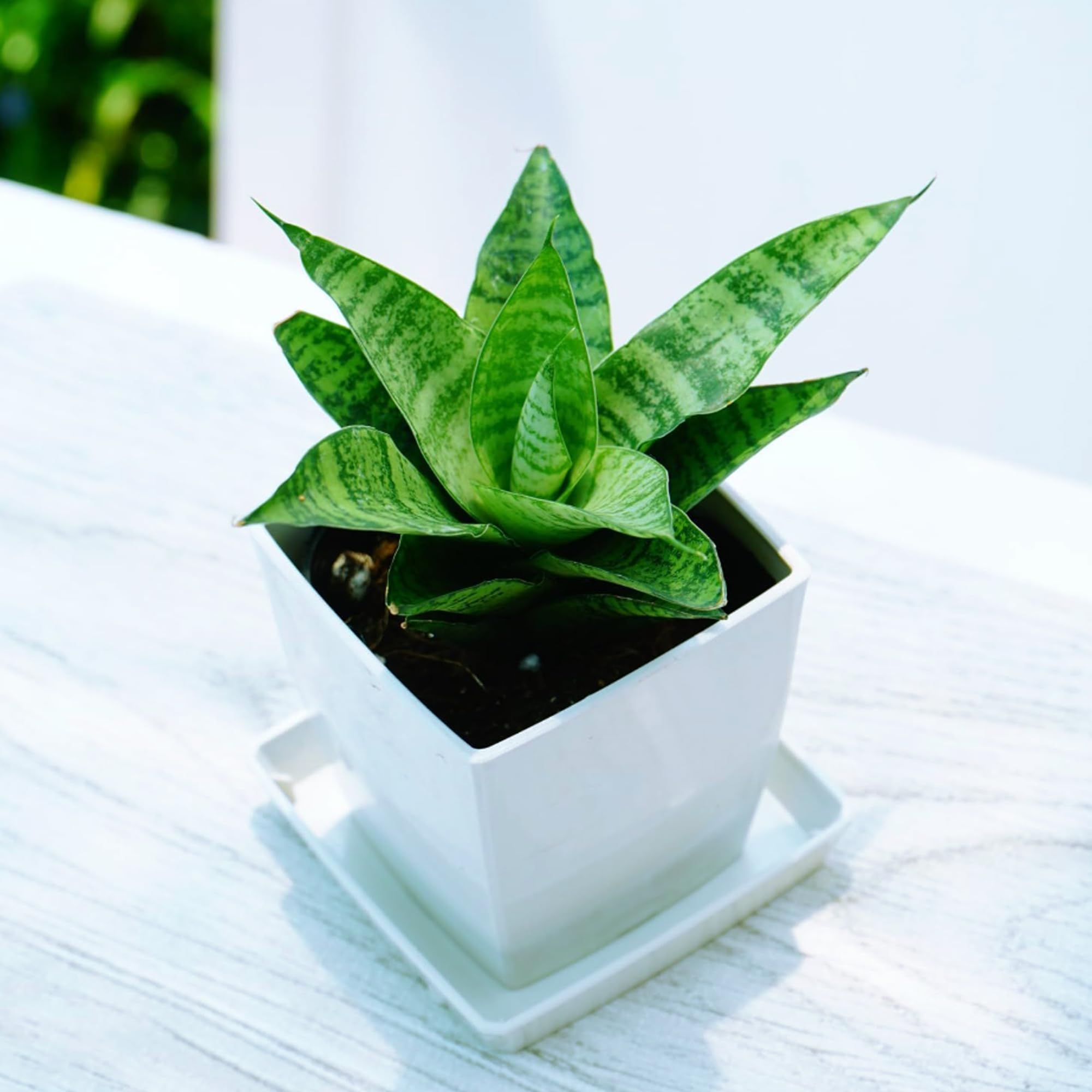 サンスベリア Sansevieria Shinkansen B サンスベリア Sansevieria Sandee B - メルカリ