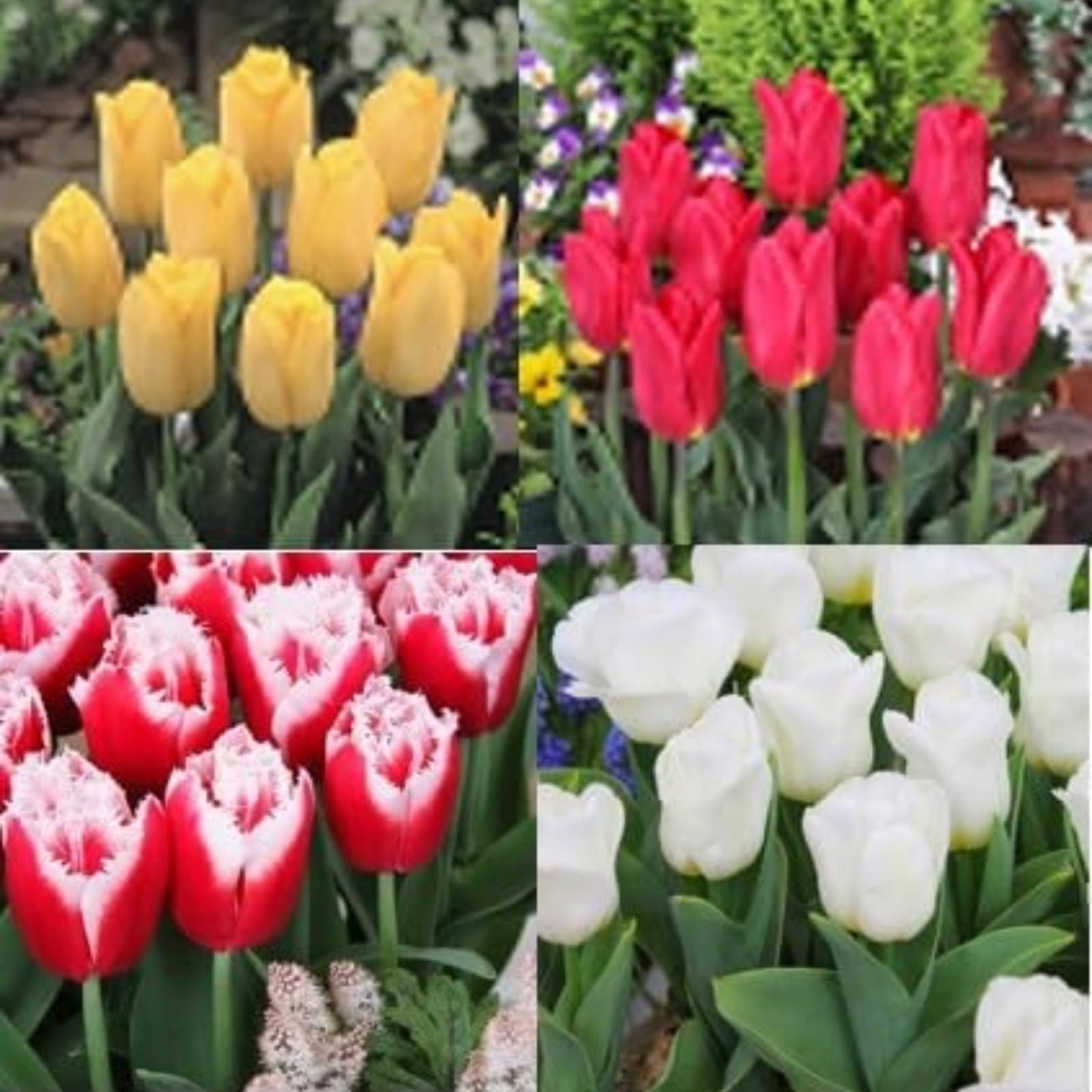 Tulip Bulbs Excellent Display Indoor Perennial,Tulip Tubers UK,Flowering Rhizome,Tulip Bulbs Mix,Greening Flower,Balcony Garden Bulbs.-25Bulbs-B