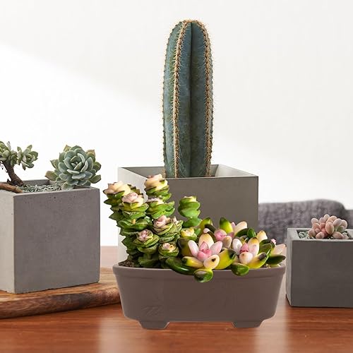 Miniatura 6 de Maceta de jardín, maceta de terracota de cactus, maceta ovalada para suculentas con orificio de drenaje, maceta de bonsái poco profunda para