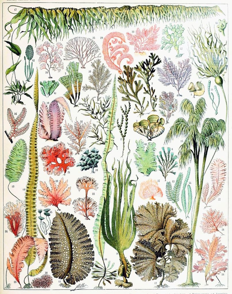 Impression prints toile algues Adolphe Millot art mural premium - 5