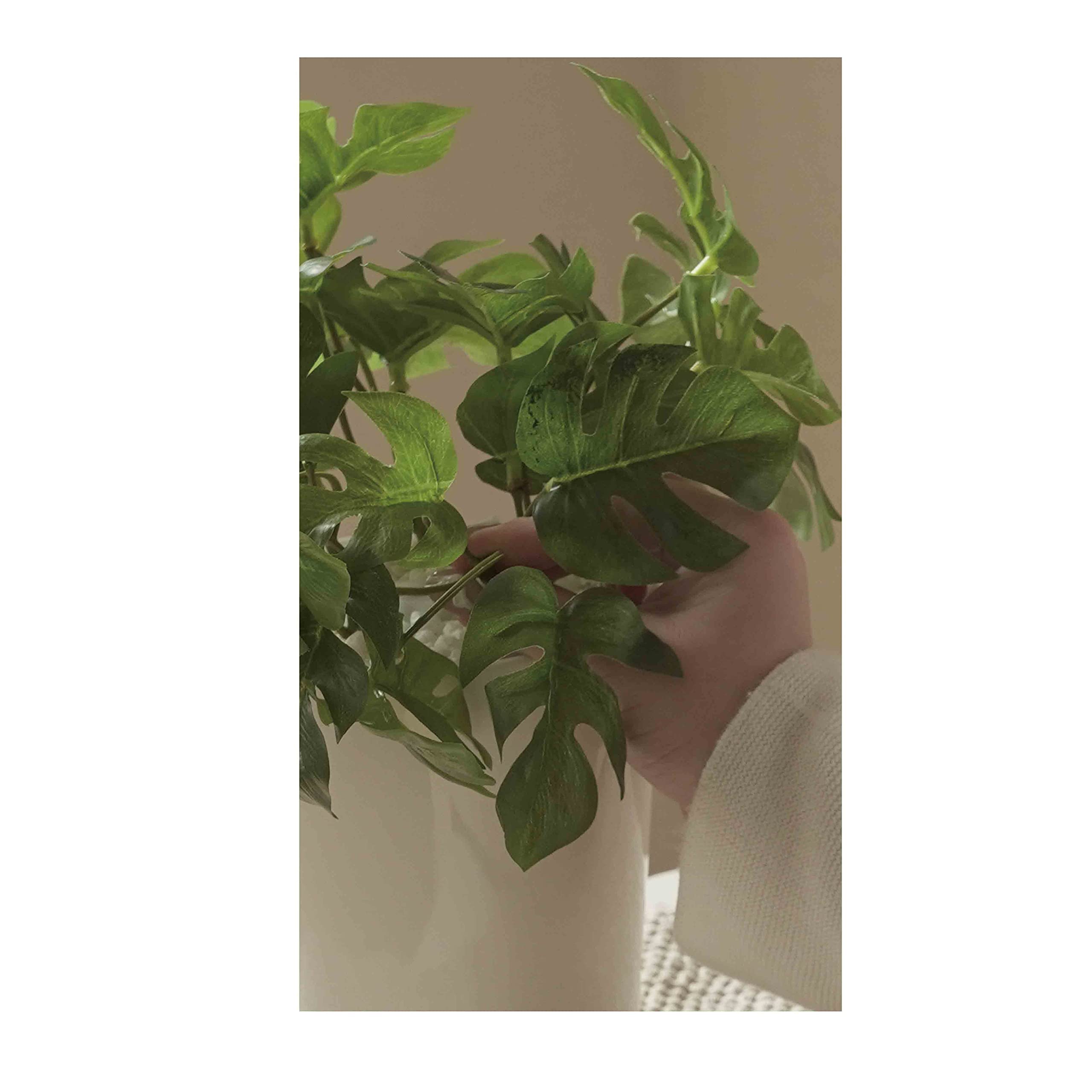 Amazon｜LITHON ライソン グリーンアロマミスト メープルアイビー