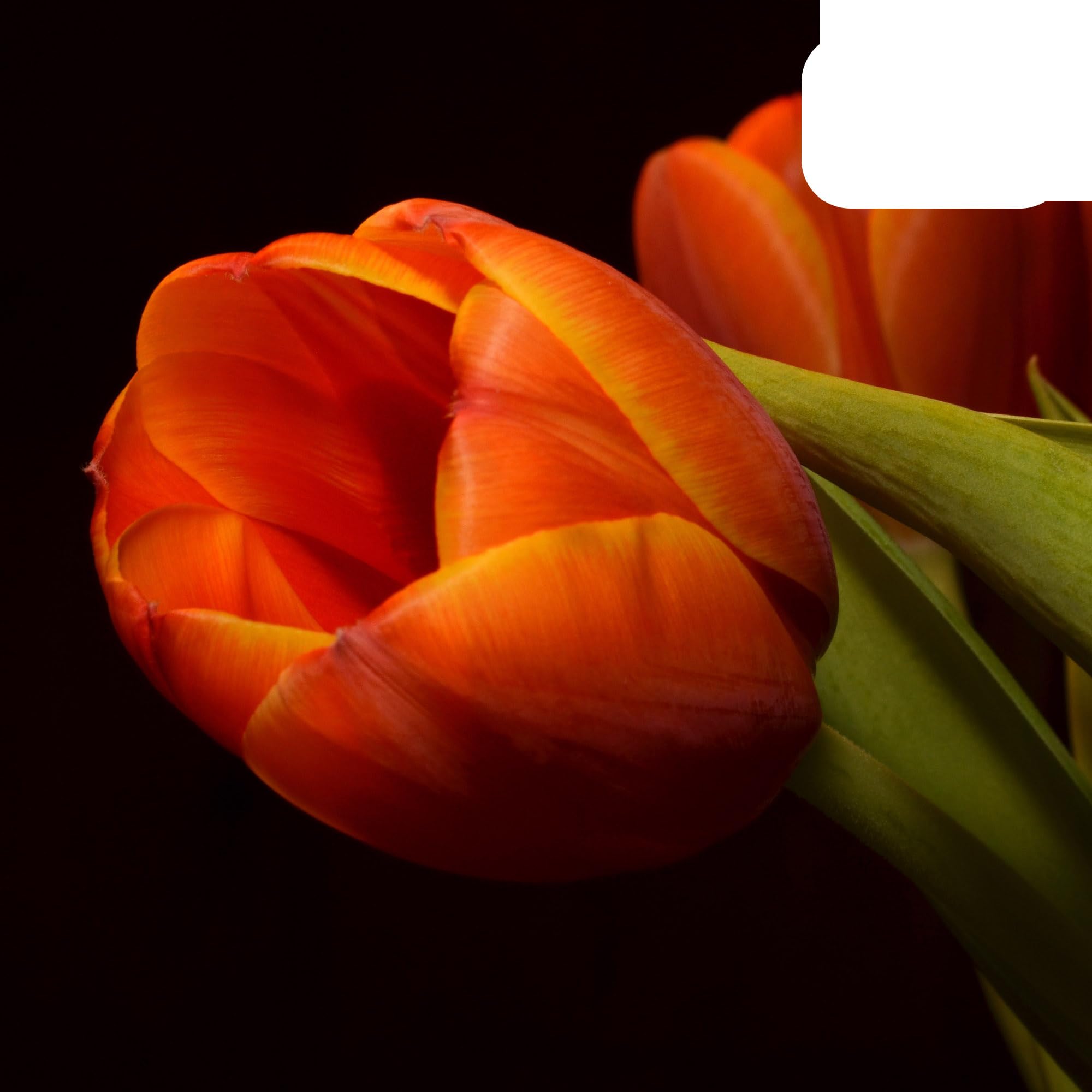 Bulbos de tulipán Dafeng | 20 unidades - Tulipanes naranjas grandes - 30-50cm - Ø5cm - bulbo de flor - Planta de jardín