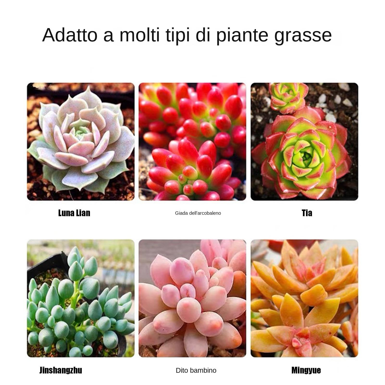 Fertilizzante Liquido Per Piante Grasse 150ml - Spray Per Cactus E Succulente Da Interno - Foto 9