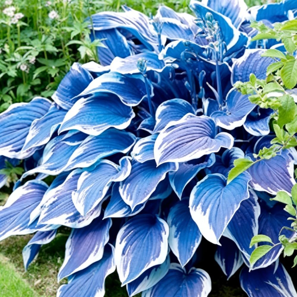 Hosta Seeds, Blue Hosta Seeds for Planting, Perennial Blue Hosta Flowers, Shade-Loving Ornamental Ground Cover for Garden, Patio, Indoor & Outdoor, 100Pcs - 1