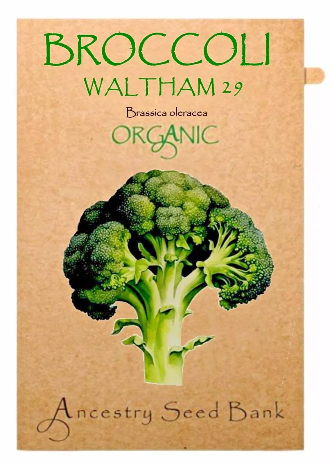 Organic Broccoli ❁ Waltham 29 ❁ x100 Seeds Heirloom - Non GMO