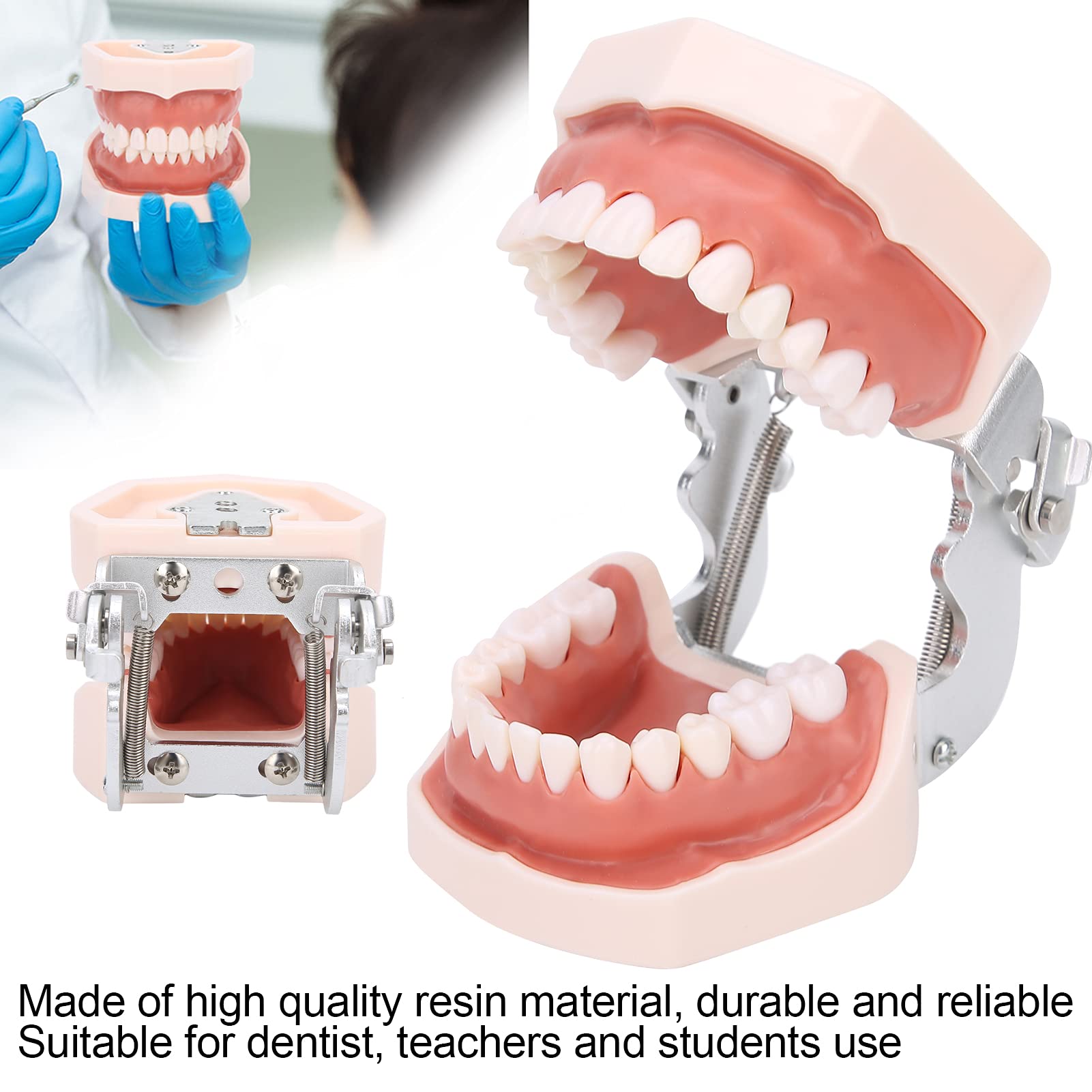 Modelo de dientes estándar de enseñanza con destornillador para práctica de tipodonto