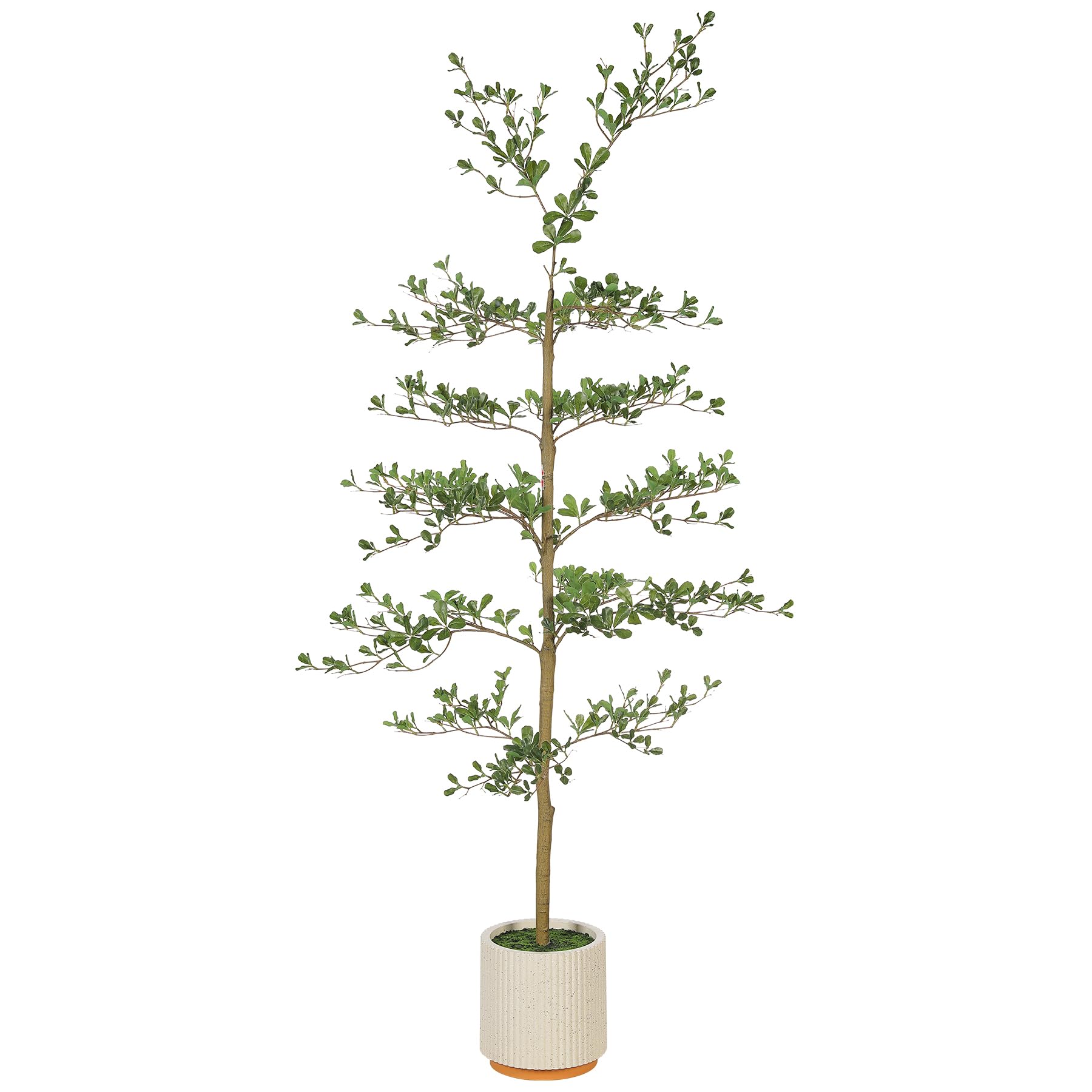 FEELEAD 6ft Black Olive