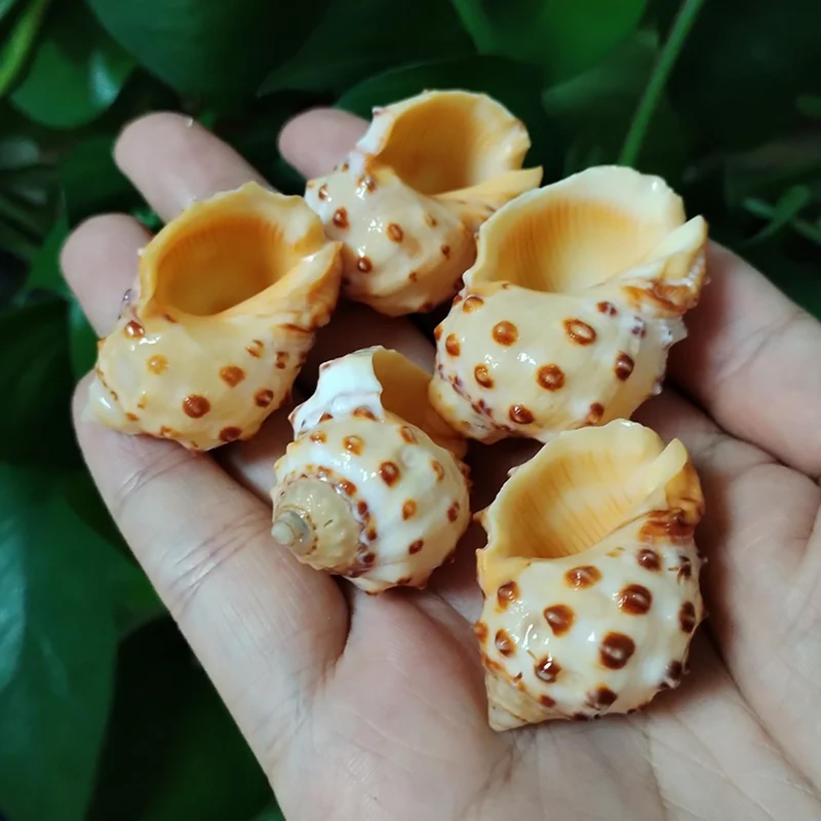 Conchiglie per decorazione, 5 pezzi, 3-4 cm, gialle, Thais Bronni, lumaca naturale, acquario, decorazione paesaggistica, esemplare, artigianato per decorazioni nautiche