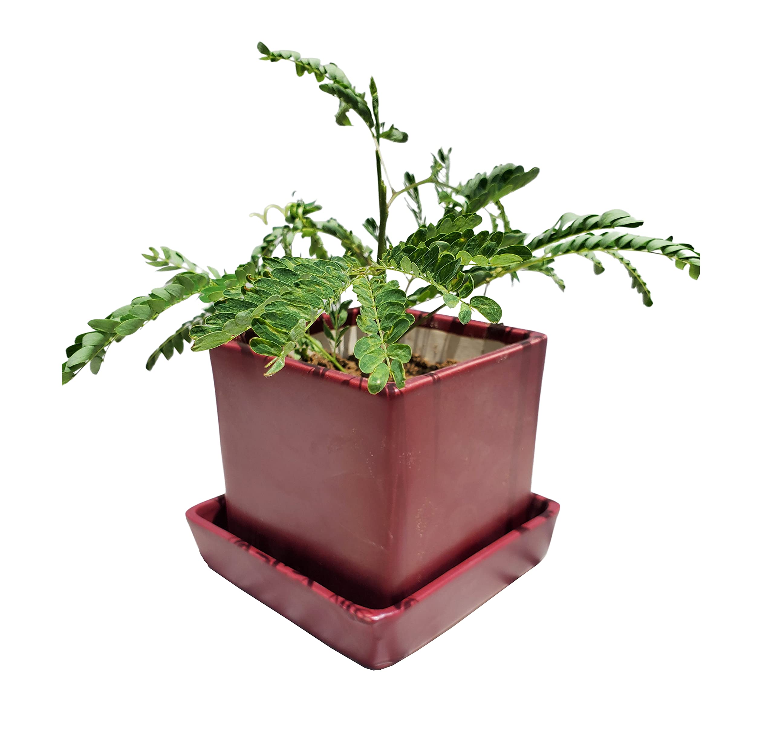 Pure Source India Porcelain Ceramic Planter Pots with Bottom Tray, Brown, Small, 1 Piece (B095YHWRQ8) Amazon Price History, Amazon Price Tracker