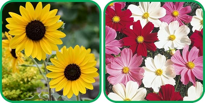 Aero Seeds Cosmos Mix Color And Sunflower Tall Flower Seeds Pack (50 Seeds In Each Packet)
