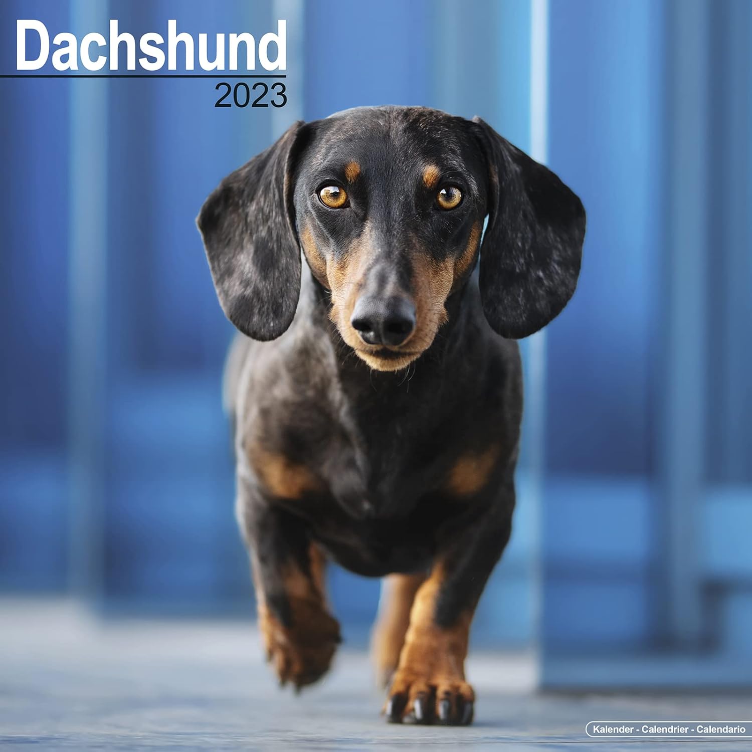 Dachshund Calendar Dachshunds Calendars Dachshund Wall Calendar