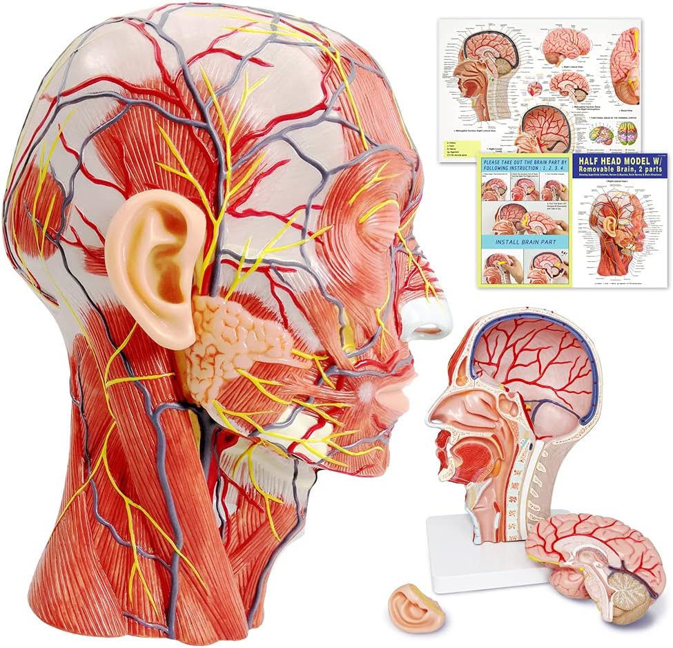 EVOTECH Human Half Head Superficial Neurovascular Model, Muscle, Life Length Anatomical Head Model Skull and Brain, Learning for Medical Teaching Learning, Science Learning Education Display Tool