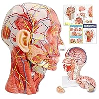 Vista 8 de EVOTECH SCIENTIFIC Modelo neurovascular superficial de media cabeza humana con musculatura, cráneo de cabeza anatómica de tamaño real