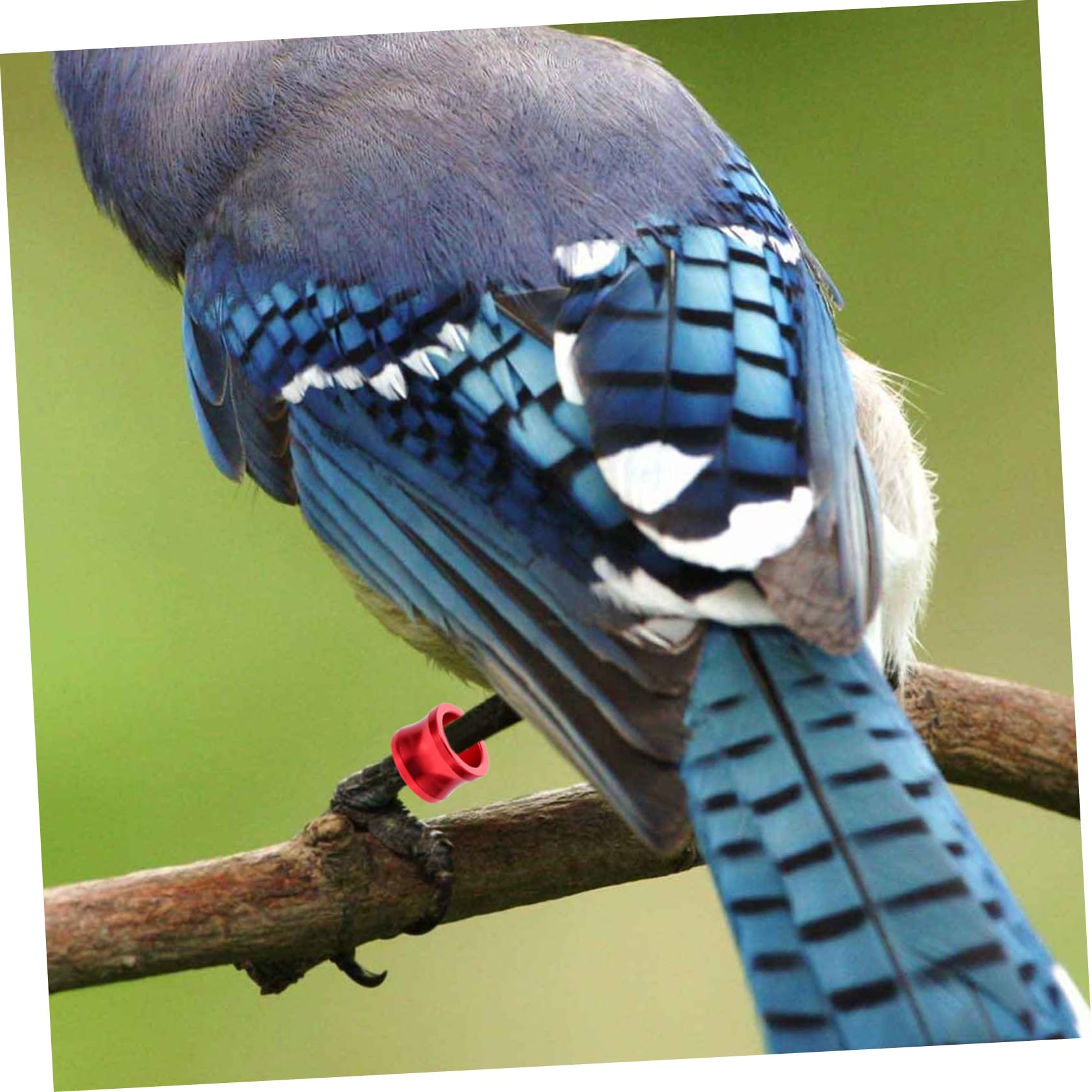 Kisangel 80 Piezas Anillo de pie de Paloma Proveedor de Loros de Aves Banda de de Paloma mensajera Accesorios para pájaros Accesorios para Aves Anillos para Patas de Aves de Corral