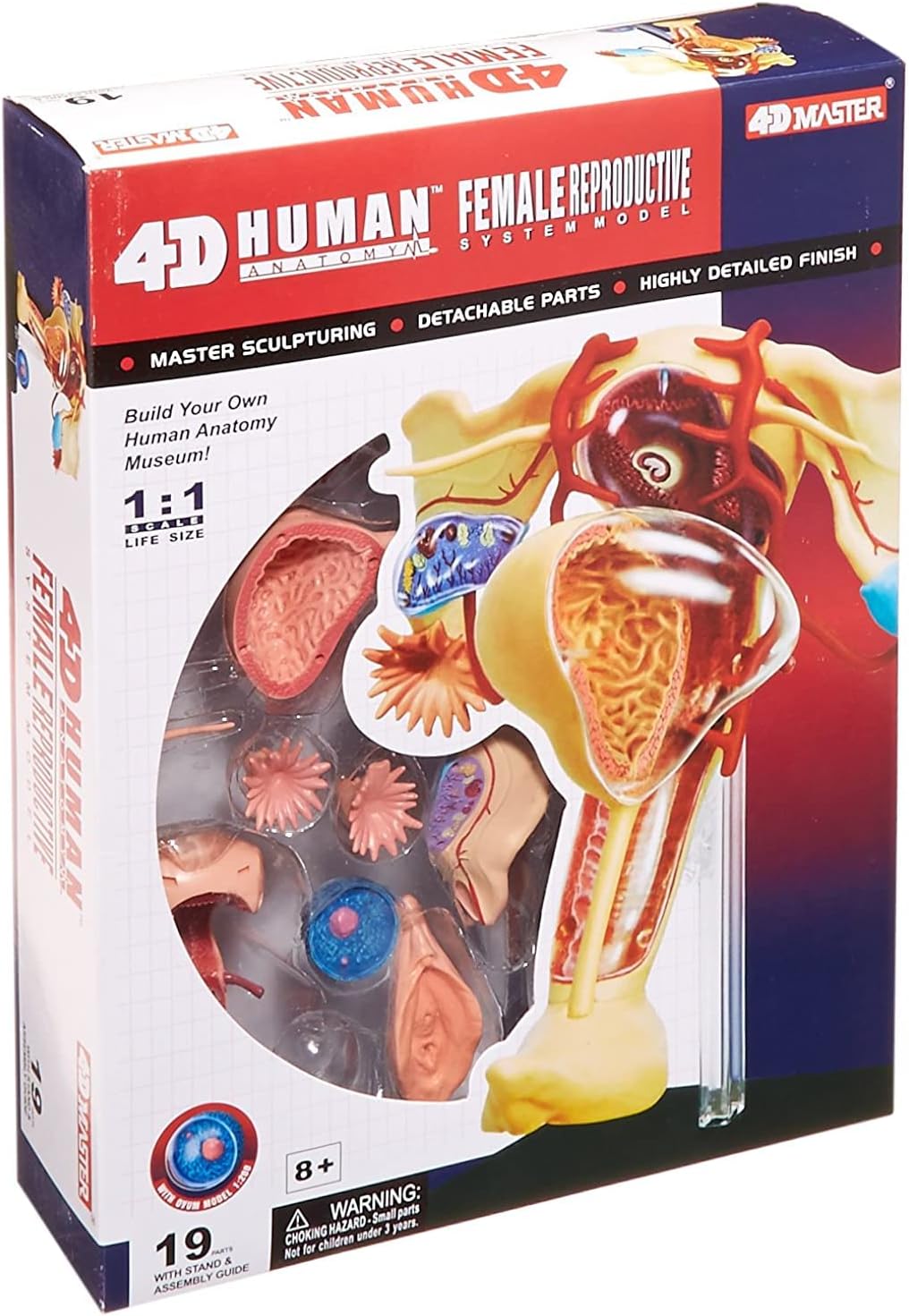 Fame Master Famemaster 4D-Vision Human Female Reproductive Anatomy Model