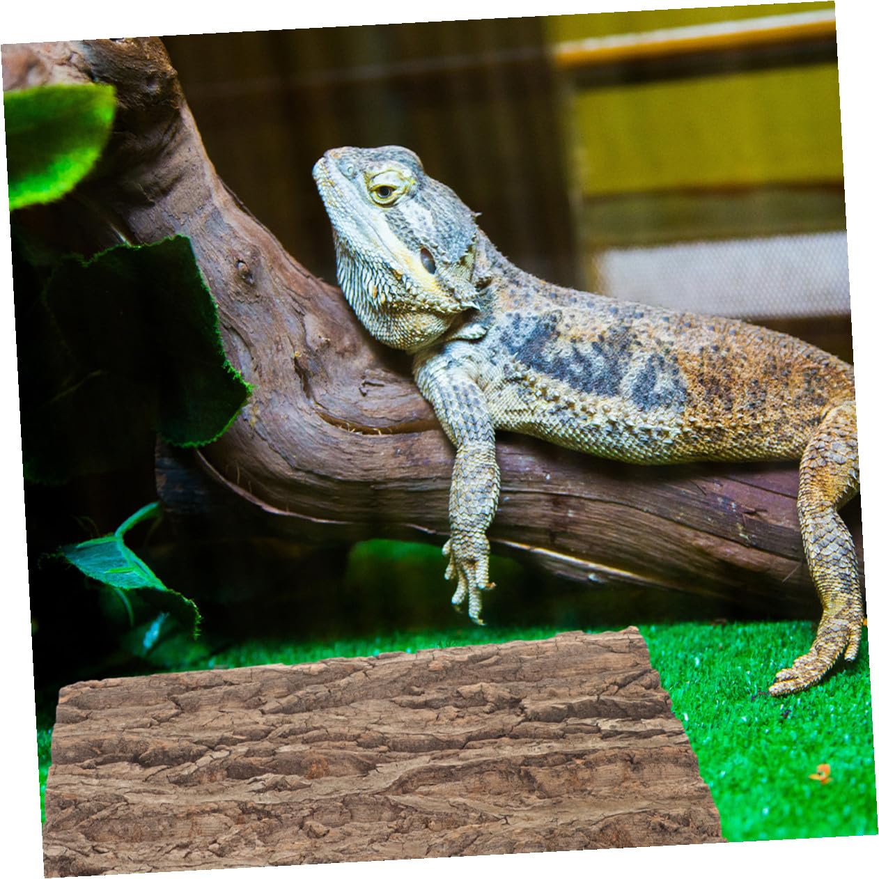 Lot de 2 Panneaux en Écorce de Liège Naturel pour Terrarium et Aquarium, Décor Mural Vert Unique, Installation Facile et Usage Polyvalent pour Poissons et Reptiles