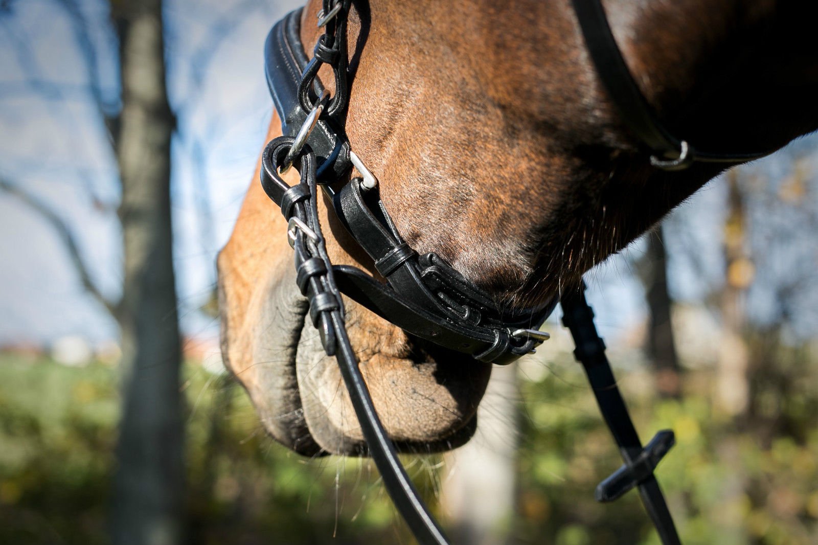Crownclub Gebisslose Trense bitless Bridle Caroline only Black (Kaltblut)