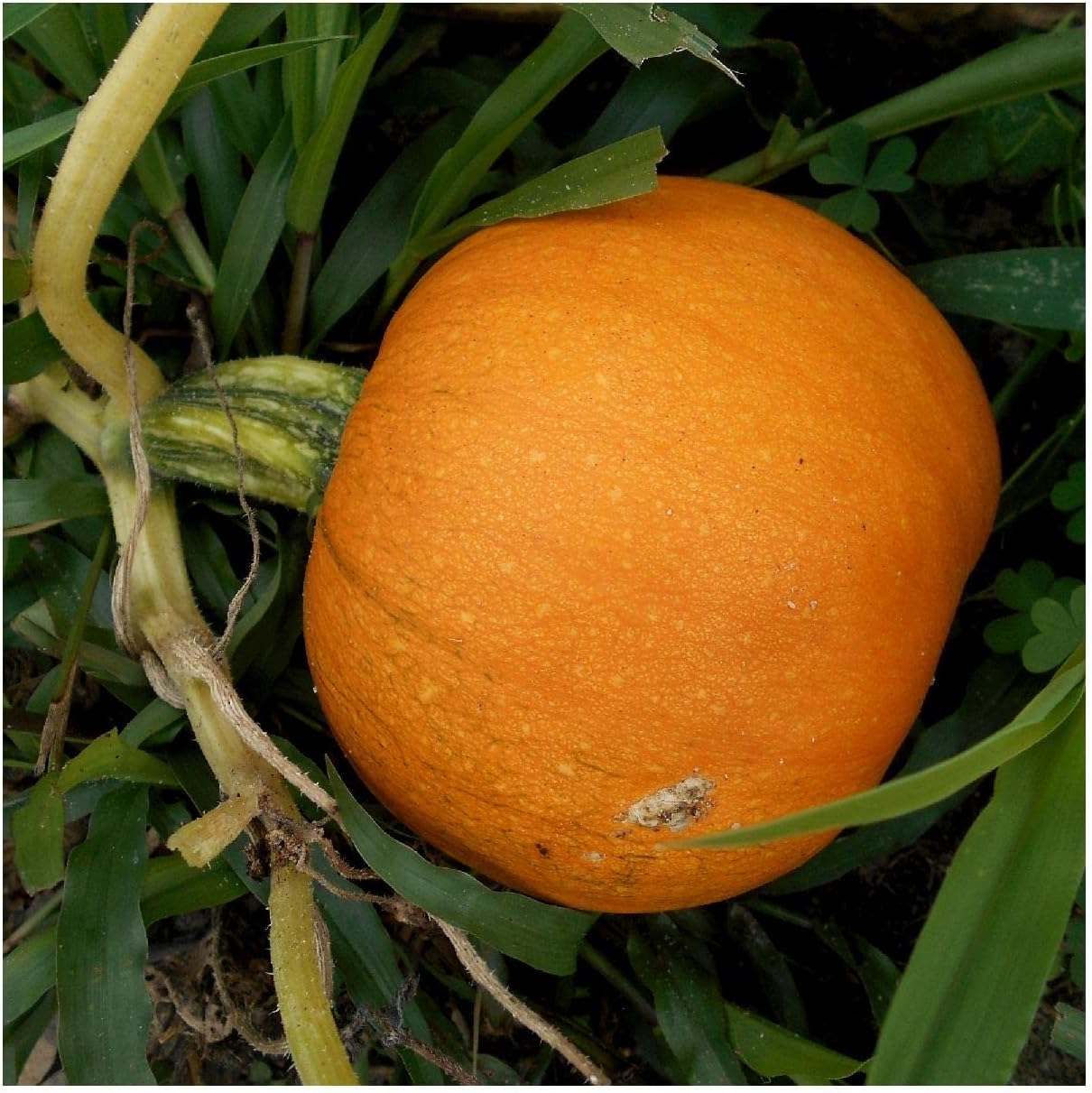 Everwilde Farms - 1 Lb Organic Small Sugar Pumpkin Seeds - Gold Vault Packet