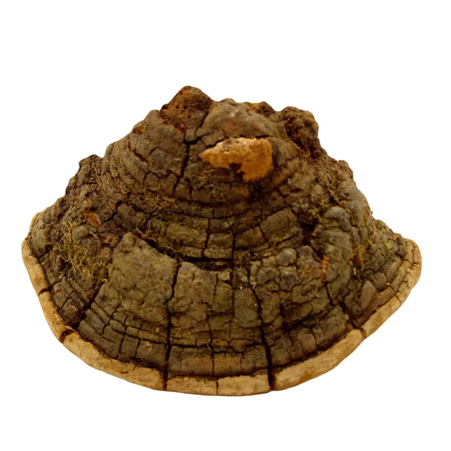 WonderLand Herbs Wild Growth Poplar Horseshoe Mulberry Phellinus linteus/Phellinus igniarius 35.3 Oz.