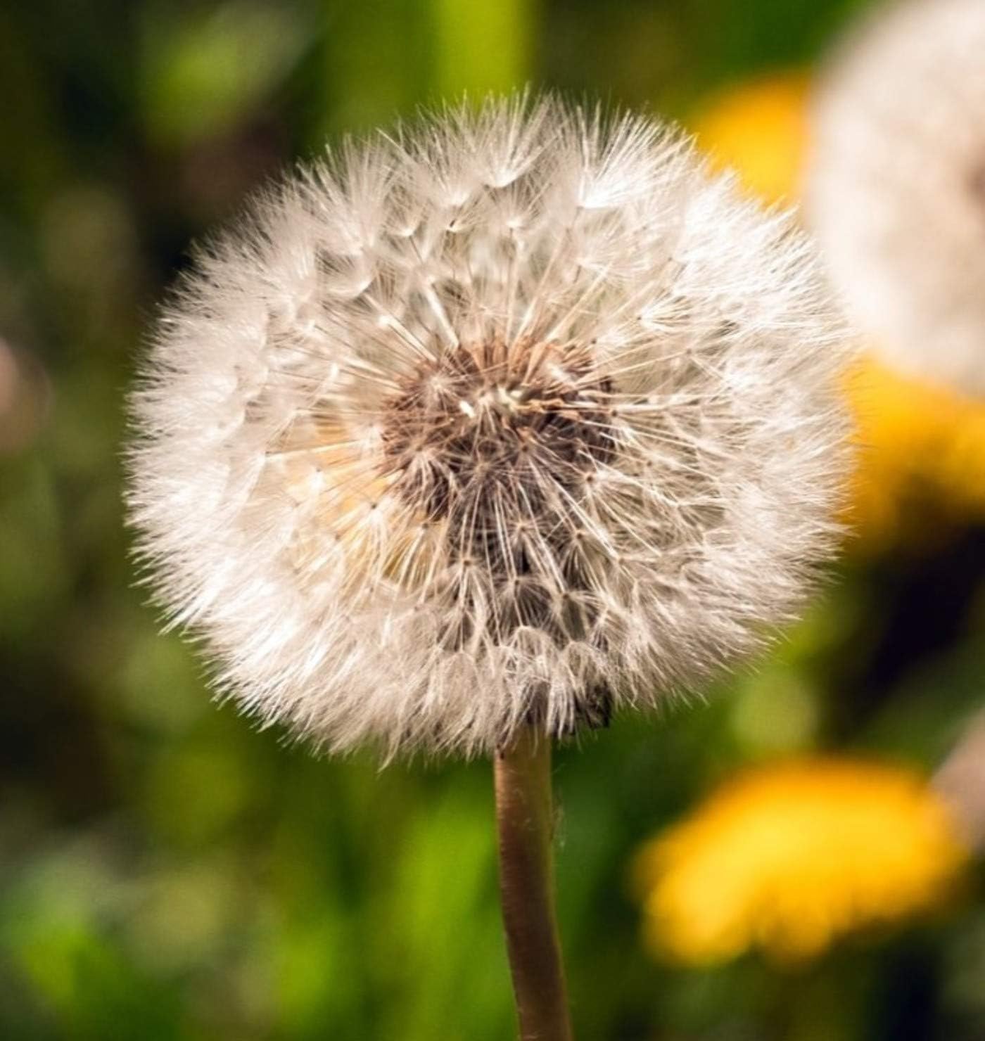 MadamLili Make a Wish Silver Necklace with Real Dandelions - 925 Sterling Silver - 27inch/70cm Chain - Real Silver - Handmade in Germany - Gift Box