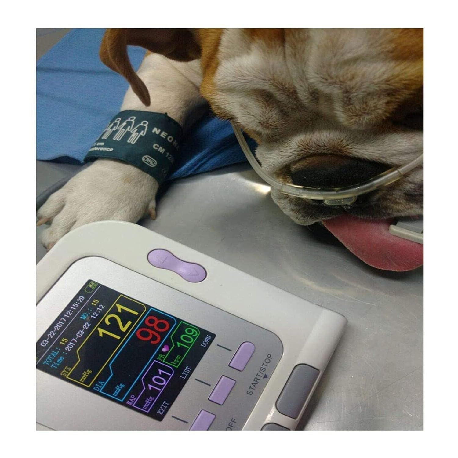 BLUEZY Monitor Presión Arterial Veterinaria, Veterinario/Animal Gato/Perro Monitor Electrónico Automático De Presión Arterial, Tensiometro, Medidor Tension Arterial Incluye Tres Puños