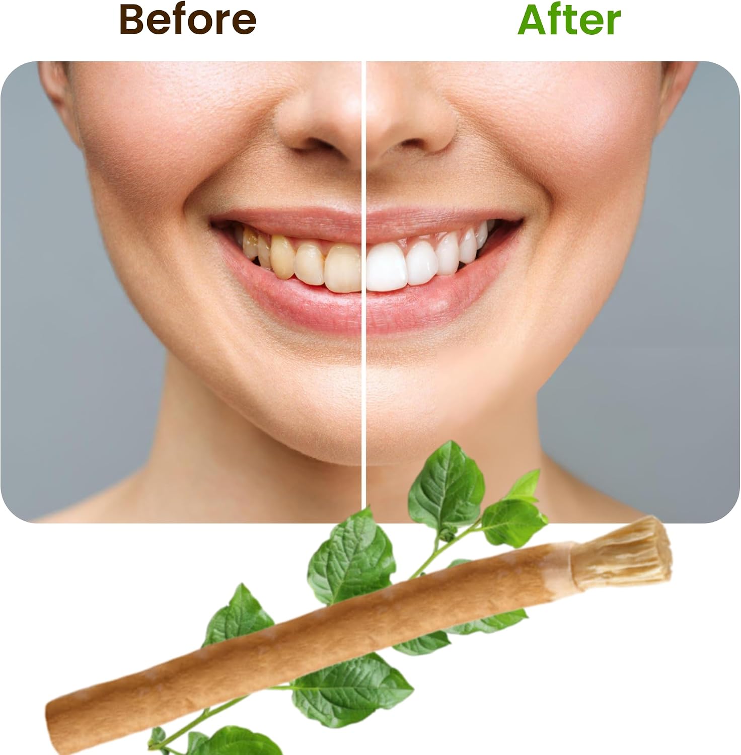 Miswak Sticks for Teeth Pack of 12 with Holder - 100% Natural Salvadora Persica Miswak Sticks - Traditional Oral Care Chewing Sticks - Vacuum Sealed