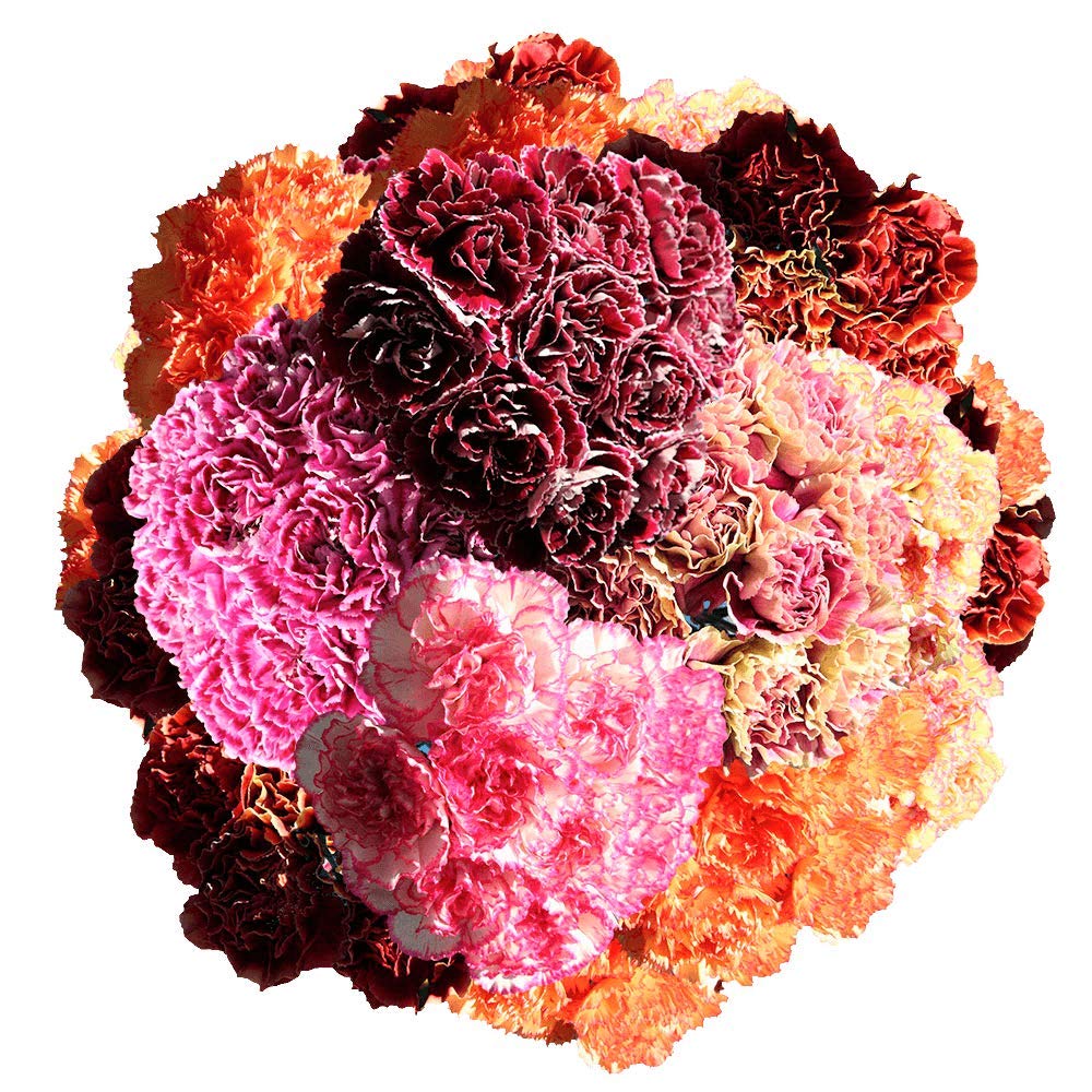 Amazon.com : GlobalRose 100 Bicolor Carnation Flowers