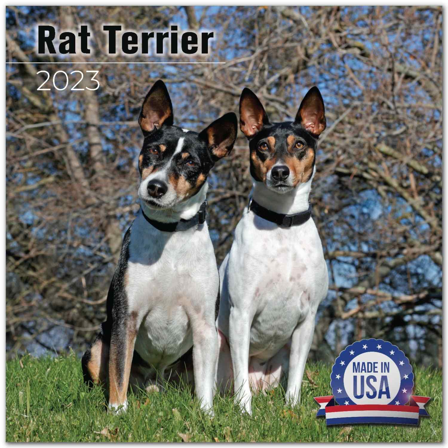What Breeds Make A Rat Terrier