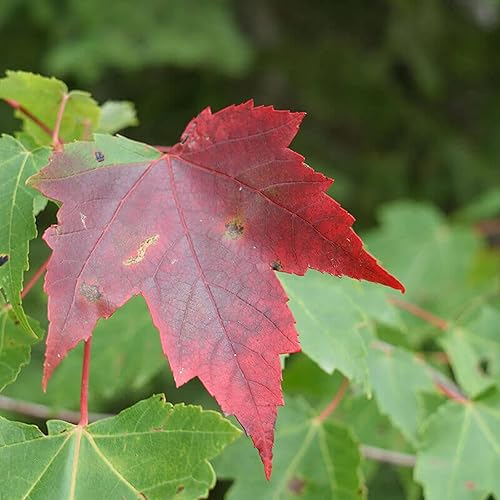 Miniatura 4 de CHUXAY GARDEN 25 semillas Acer Rubrum Seed, arce rojo, arce escarlata, arce pantano, árbol caducifolio de arce canadiense, pantalla de privacidad