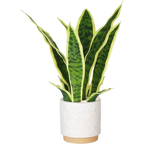 Artificial Snake Plant 16" with White Ceramic Pot Sansevieria Plant Fake Snake Plant Greenery Faux Snake Plant in Pot for Home Office Living Room Housewarming Gifts Indoor Outdoor Decor-Yellow