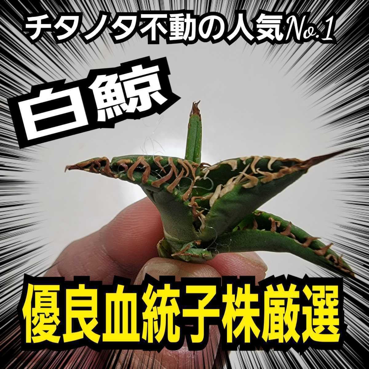 選抜SS級株】白鯨極上株① わしゃわしゃキャベツ ボールタイプ